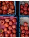 Tomatoes photography by Joanna Maclennan - bamboo paper