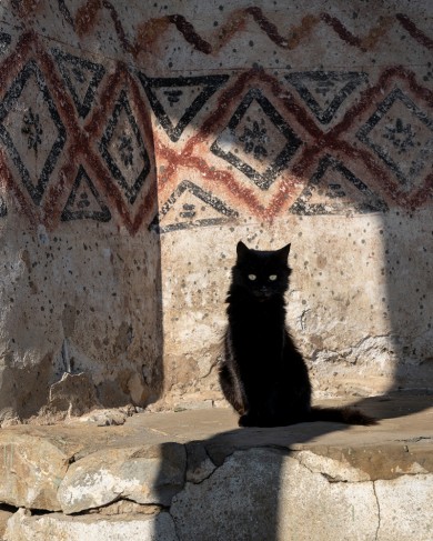 The Cat photography by Joanna Maclennan - fine art & bamboo paper