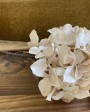 Hydrangea decorative branches