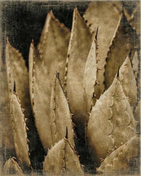 Creased paper panel Agave